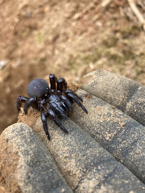 What Is A Trap Door Spider Us Pest Protection