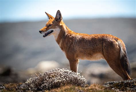 Save The Ethiopian Wolf From Extinction Rainforest Trust