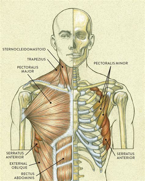 Anterior View