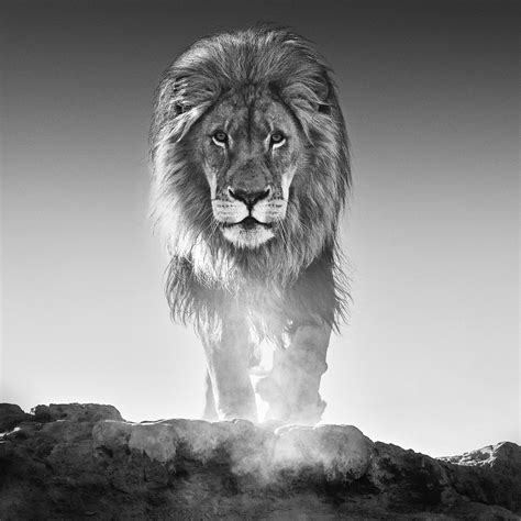 Découvrez David Yarrow Photographe Ambassadeur Européen De Nikon