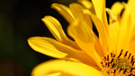 Yellow Flower Hd Wallpaper Background Image 2560x1440