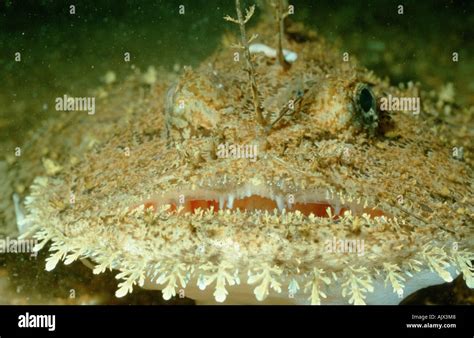 Atlantic Angler Fish Monkfish Hi Res Stock Photography And Images Alamy