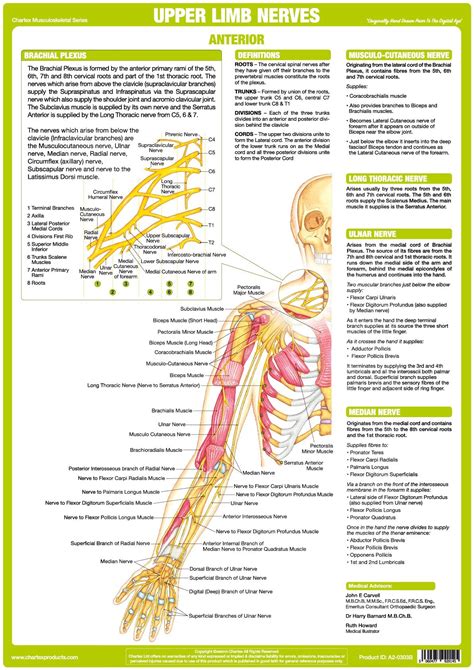 Upper Limbs Nervous System Poster Anterior Chartex