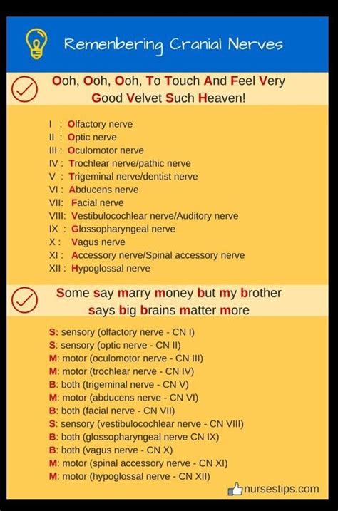 Cranial Nerves Mnemonic Easy