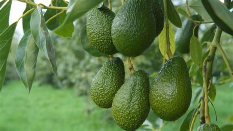 However, growing an avocado pit in soil is a bit more difficult than starting an avocado pit in water. Grow avocado: plant, care & harvest | Stuff.co.nz