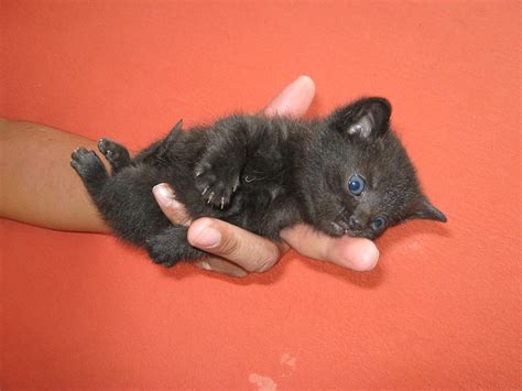 Black Kitten With Blue Eyes Photograph By Lenka Rottova Pixels