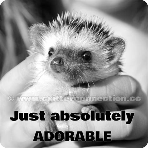 Updated once every 10 mins. 103 best images about Hedgehog Memes, Funnies, Quotes and Misc... @ Millermeade Farm's Critter ...