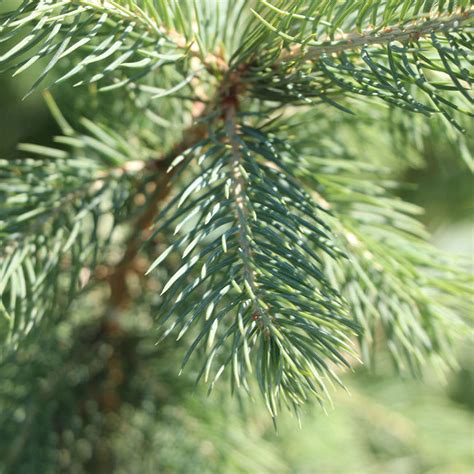 Blue Wonder Spruce Trees For Sale