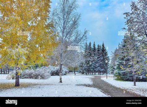 First Snowfall In Colorful Autumn City Park White Fluffy Snow Covered