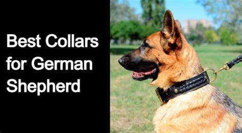 Best Collars For German Shepherd