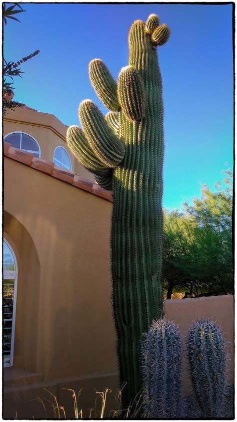 20 Foot Desert Cactus Scottsdale Arizona Usa Arizona Usa Cactus
