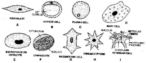 Ncert Connective Tissue Animal Tissues For Class 11pw