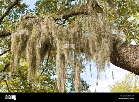 Spanish Moss Hanging Southern Live Oak Stock Photo Alamy