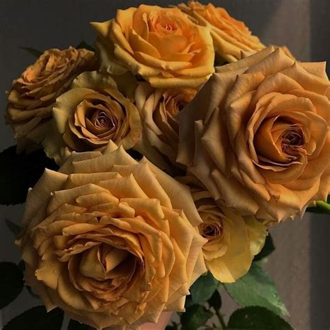 Stunning Nude Colored Roses Article Onthursd