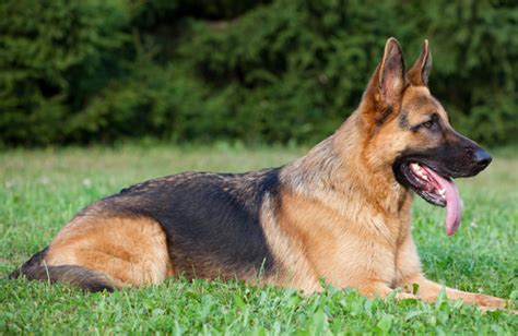 How To Train German Shepherd The Versatile Working Dogs Gsd