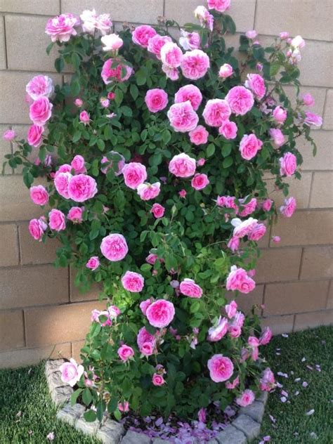The Most Fragrant Roses For Your Garden Hgtv Fragrant Roses Rose