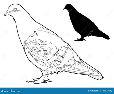Black And White Pigeon Vector Graphic Stock Vector Illustration Of