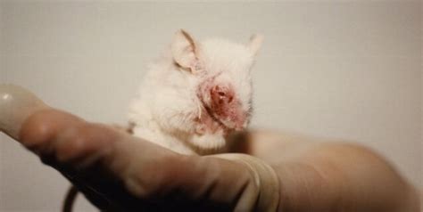 Animal testing may occur on the full, finished product or it may occur on individual ingredients within a formulation. Cruelty in Animal Testing Laboratories | PETA
