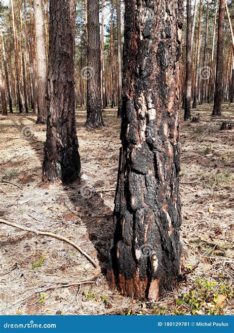 Pine Forest Damaged By Fire Burned Undergrowth And Tree Trunks However