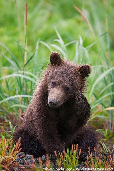 Brown Bear Cubs Are Very Cute And Playful Lake Clark National Park Alaska