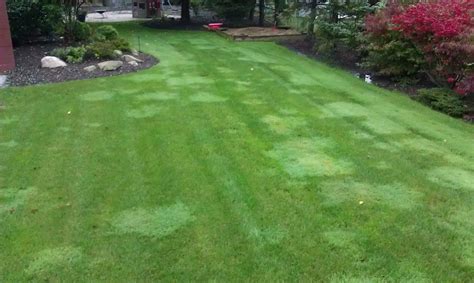 Lawn Lad Landscaper Do I Have Creeping Bentgrass In My Lawn