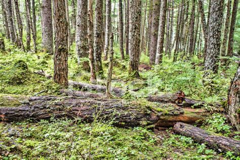 Alaskan Temperate Rainforest Stock Photo Royalty Free Freeimages