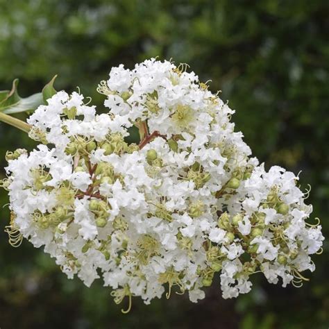 White Crape Myrtle Tree