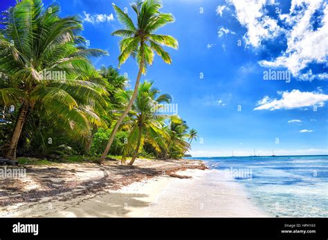 Tropical White Sandy Beach With Palm Trees Saona Island Dominican