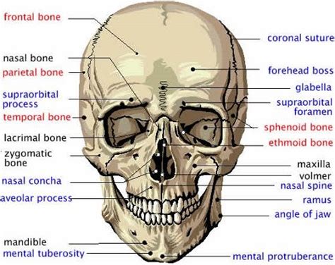 Human body all 206 bones. Human Skull Labeled Diagram | Anatomy bones, Skull anatomy, Skin anatomy