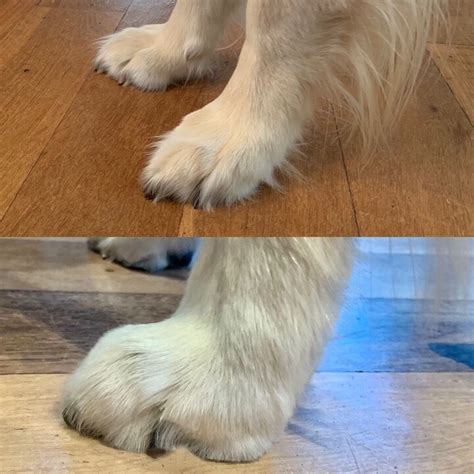 Luckily, a flashlight can help you better see the blood supply area. Top 15 Tips for a Great Pawdicure: How to cut your dog's ...