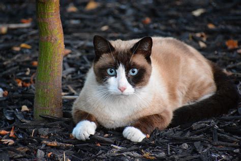 Seal Point Snowshoe Siamese