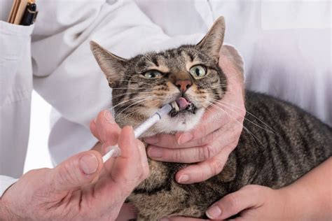 Cat At The Veterinary Clinic Stock Photo Image Of Animal Sick 77275346