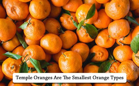 10 Tastiest Orange Types To Eat Raw Cooked Or In Desserts