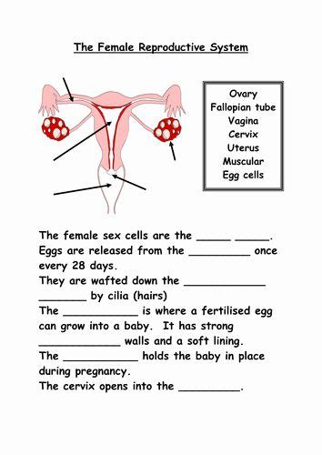 The Female Reproductive System Worksheet Lovely Reproductive Organs By