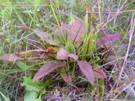 We did not find results for: PlantFiles Pictures: Bloody Dock, Red-veined Dock ...