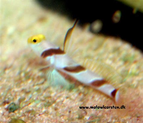 Stonogobiops Xanthorhinica Hi Fin Red Banded Gobystriped Goby