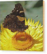 Butterfly On Australian Daisy Photograph By Margaret Saheed Pixels