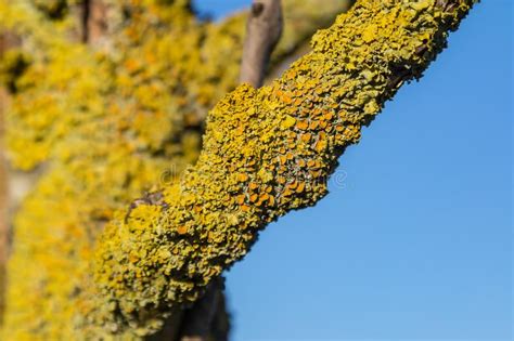 Colorful Lichen Stock Image Image Of Crusty Growth 137419807