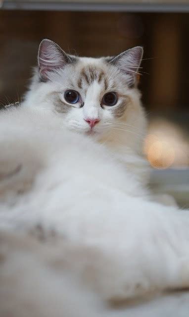 Ragdoll Cat Pictures And Information Cat
