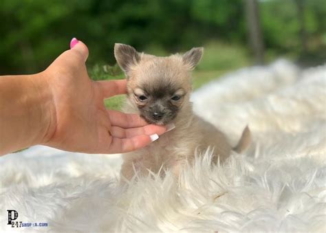 Chihuahua puppies for sale in florida select a breed search location: Chihuahua puppies | Chihuahua puppies, Chihuahua puppies for sale, Chihuahua