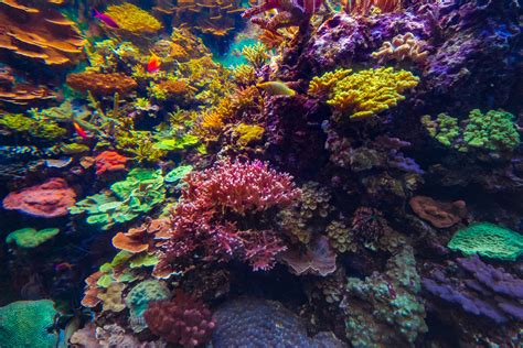 Feeding Saltwater Aquarium Corals When Do Corals Eat