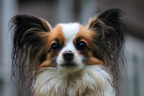 Papillon Breed Information And Facts Article Insider