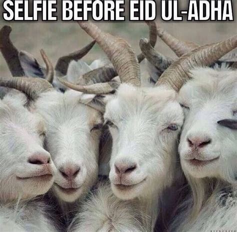 Funny Eid Al Adha Cards Viral Update