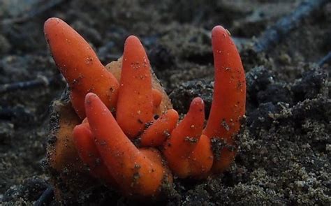 Poisonous Fire Coral Fungus Drishti Ias