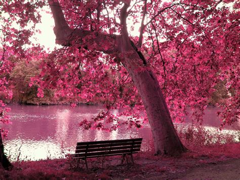 Free Download Pink Nature Wallpapers 2560x1920 For Your Desktop