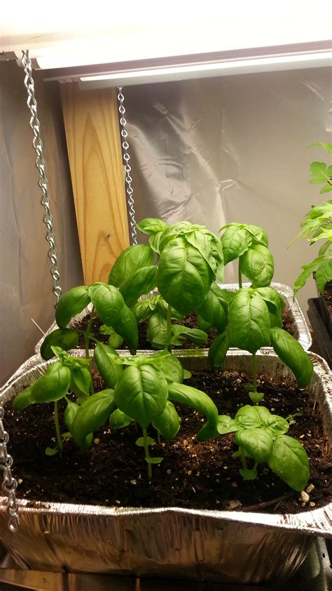 Basil Under Grow Lights Basil Basil Plant And Indoor Herbs On