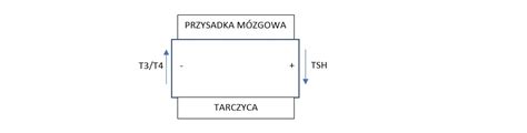 Choroby Tarczycy I Ich Diagnostyka Jakie Badania Wykona