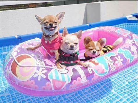 Best 25 Puppy Pool Ideas On Pinterest Happy Lab Doggie Pool And