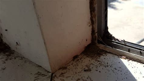 Swarming Termites Flying Ants Youtube