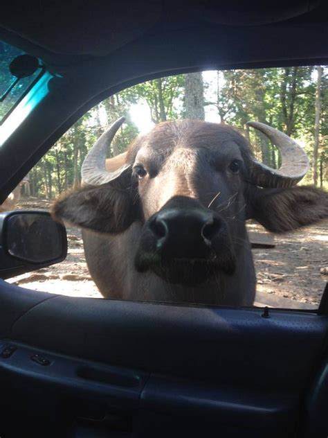 The only exception is service animals. Circle G Ranch - Drive Thru Animal Park in 2019 | Spring ...